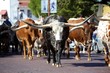 Photo: Texas Longhorns Texas Longhorns