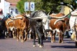 Photo: Longhorn herd Longhorn herd