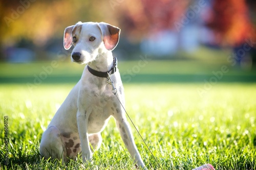 Photo: Jack Russell Puppy Jack Russell Puppy