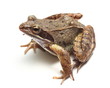 common frog (Rana temporaria) over white