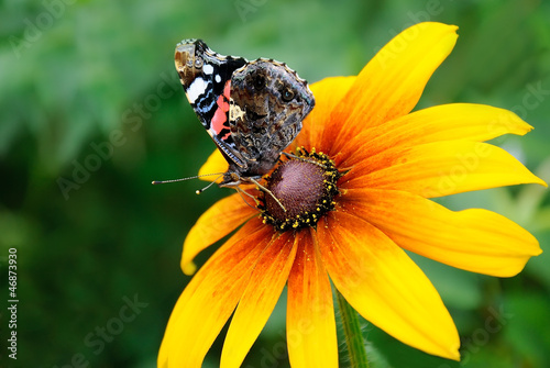 The butterfly on flower