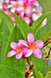 Fleur de frangipanier