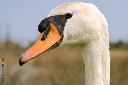 Photo: Mute swan Mute swan