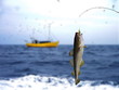 codfish