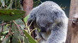 Ein Koala schläft auf einem Baum