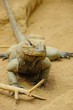 Nashornleguan