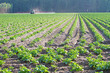 Photo: Pflanzenschutz Pflanzenschutz