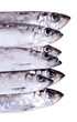 Portrait of herring fish