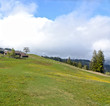 Alps flowers field on mountains background