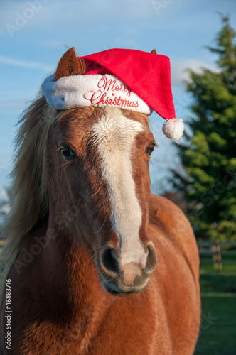 Photo: Christmas pony Christmas pony