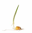 Macro germination of corn isolated on white