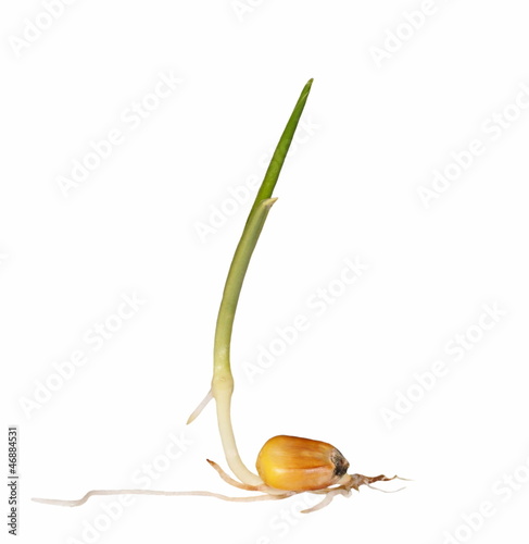 Photo: Macro germination of corn isolated on white Macro germination of corn isolated on white