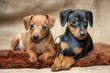 Miniature Pinscher puppies, 2 months old