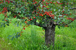 Reife Kirschen