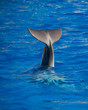 nageoire caudale dauphin