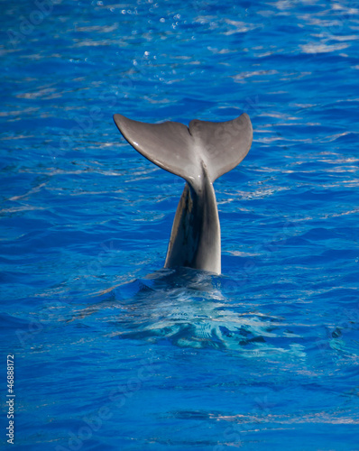 Photo: nageoire caudale dauphin nageoire caudale dauphin