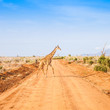 Free Giraffe in Kenya