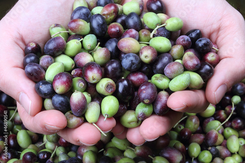 Photo: olive mani olive mani