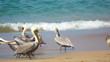 Video: Pelicans Pelicans