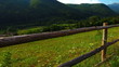 summer landscape - morning