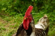 The Rooster Model, the real boss, the best leader.