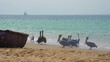 Video: Pelicans Pelicans