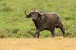 Bufalo