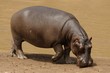 Ippopotamo