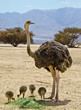 African ostrich (Struthio camelus) with  young chicks