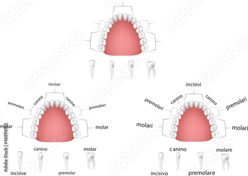 Vector: apparato dentale -dental apparatus apparato dentale -dental apparatus