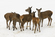 Rehe Rudel