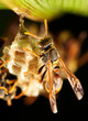 paper wasp