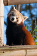 Red panda