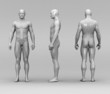 Mann Anatomie Mensch stehend front