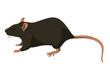 Rat