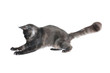 Photo: cat catches prey cat catches prey