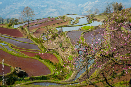 Photo: Rice Terraces Rice Terraces