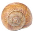 Roman Snail Shell Isolated on White Background
