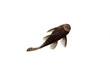 Aquarium Fish Bushymouth catfish (Ancistrus dolichopterus)
