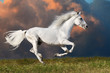 Foto: White horse runs on the dark sky background White horse runs on the dark sky background