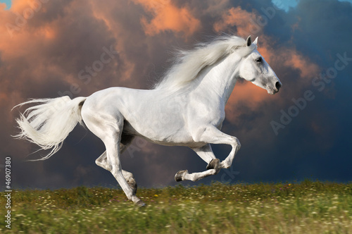 Photo: White horse runs on the dark sky background White horse runs on the dark sky background