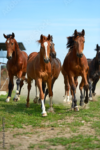 Photo: Horse Horse