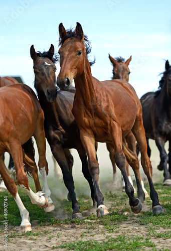 Photo: Horse Horse