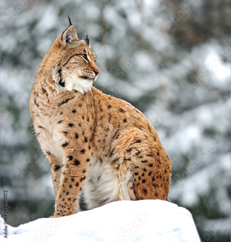 Photo: Lynx winter Lynx winter