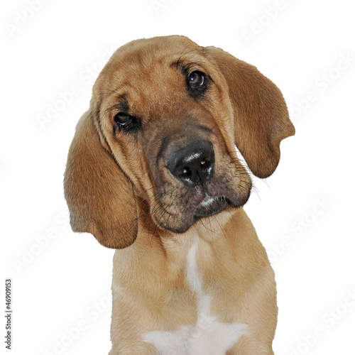 Photo: bettelndes Gesicht eines Broholmers bettelndes Gesicht eines Broholmers