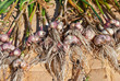 Gathered organic garlic drying at the sun