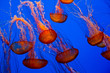 colorful jellyfish
