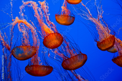 Photo: colorful jellyfish colorful jellyfish