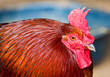 Rooster