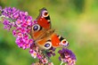 Sommerflieder mit Tagpfauenauge 02